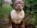 american-bully-is-russia-small-2