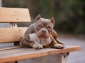 american-bully-is-russia-small-0