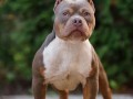 american-bully-is-russia-small-1